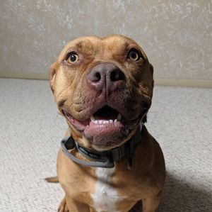 Meet your Posher, Dalton